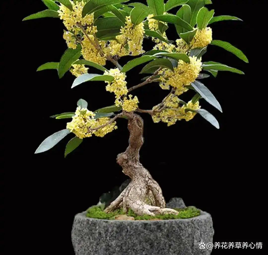 家里养这6种花，寓意人旺家旺财运旺，你养了几种？