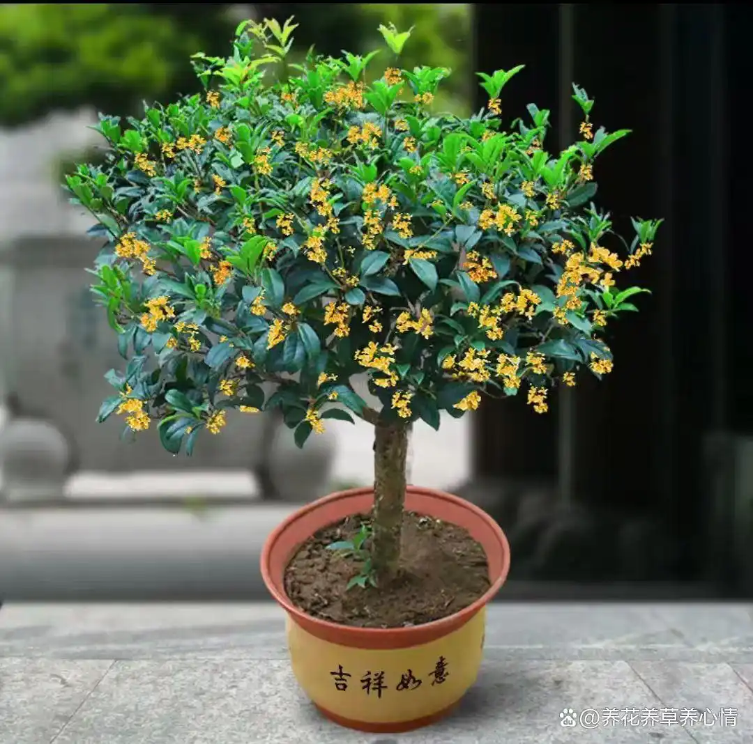 寓意吉利花卉植物_富贵满堂指的什么花_