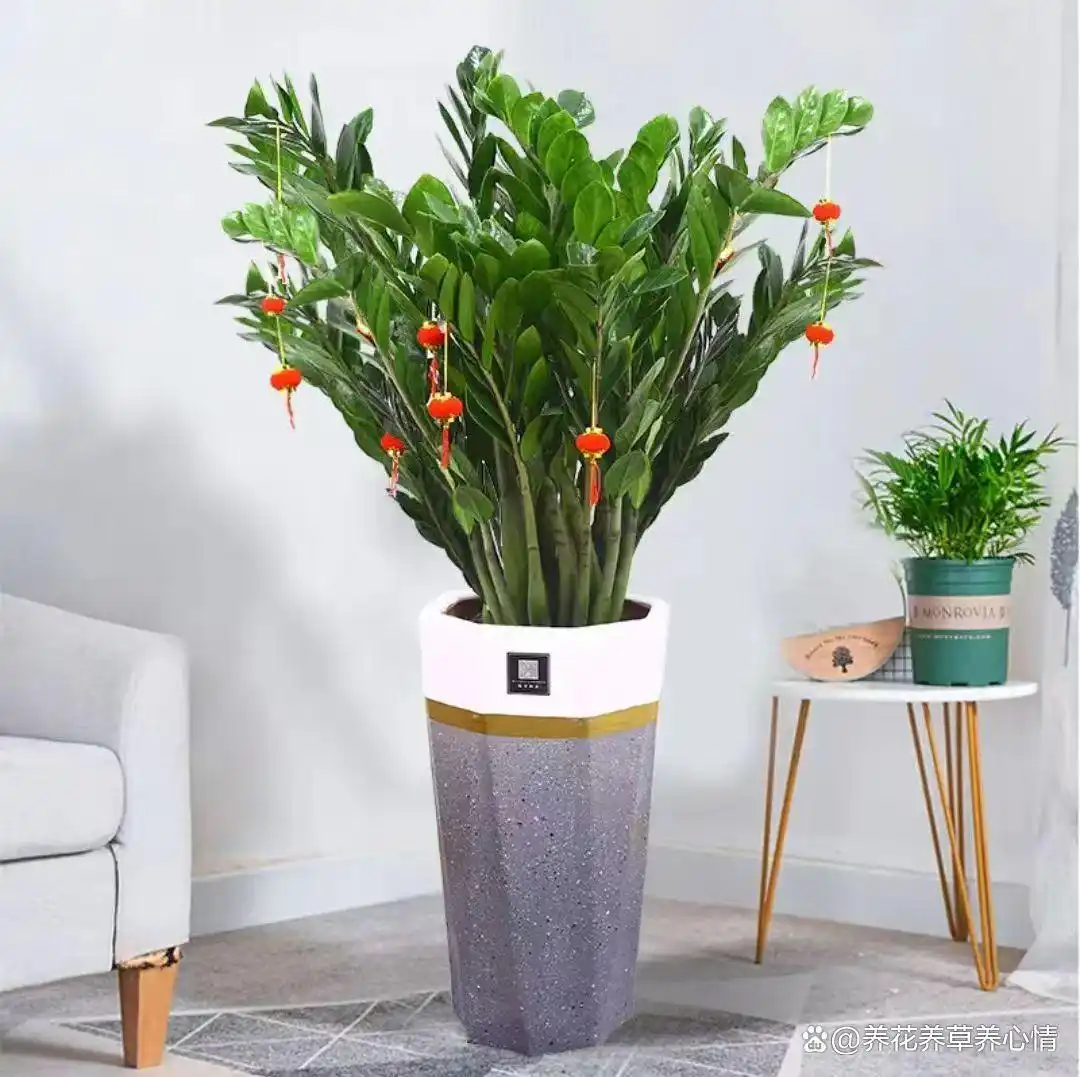 富贵满堂指的什么花__寓意吉利花卉植物