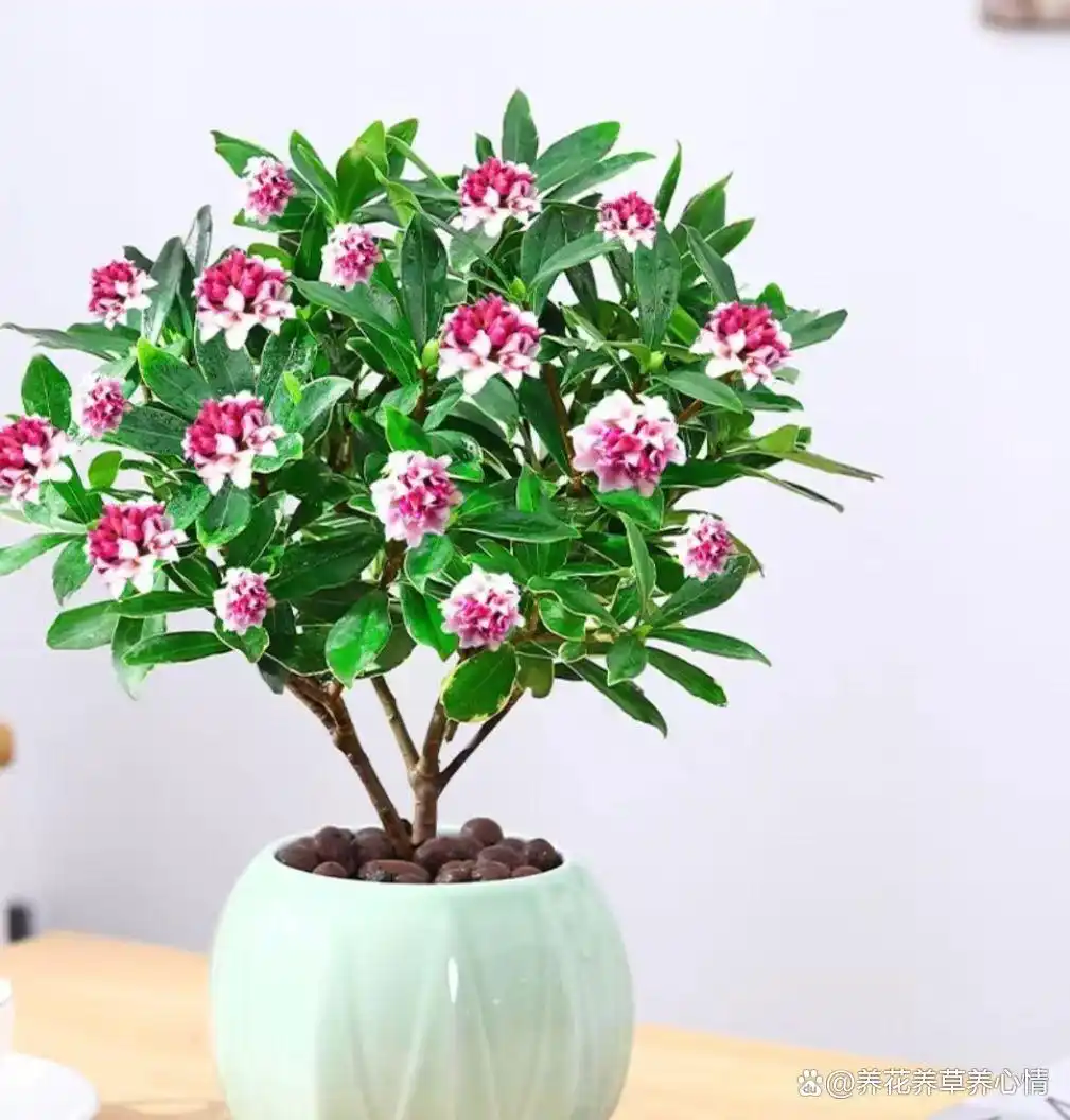 富贵满堂指的什么花__寓意吉利花卉植物