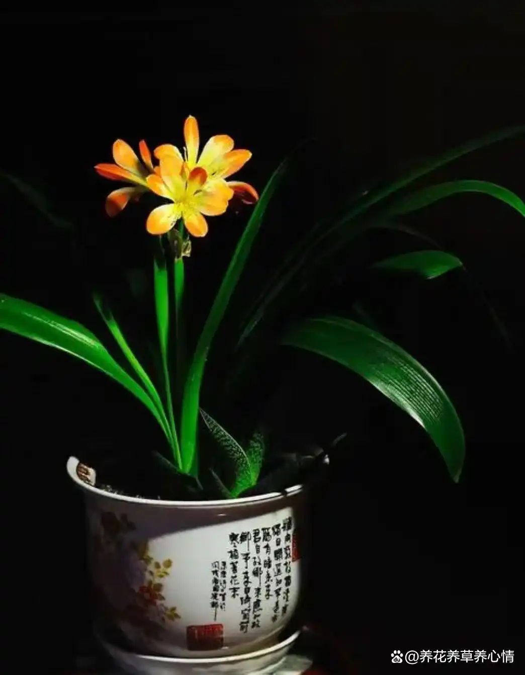 _寓意吉利花卉植物_富贵满堂指的什么花