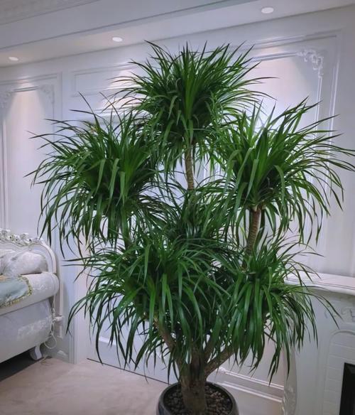 寓意吉利花卉植物_富贵满堂指的什么花_