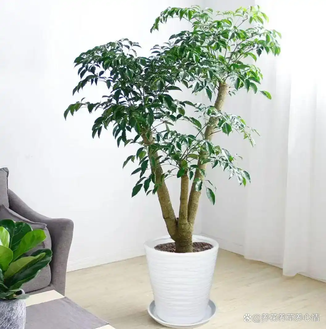 寓意吉利花卉植物__富贵满堂指的什么花