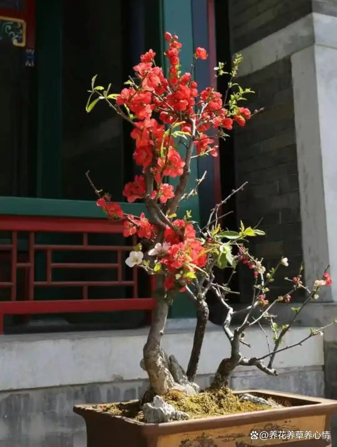 _富贵满堂指的什么花_寓意吉利花卉植物