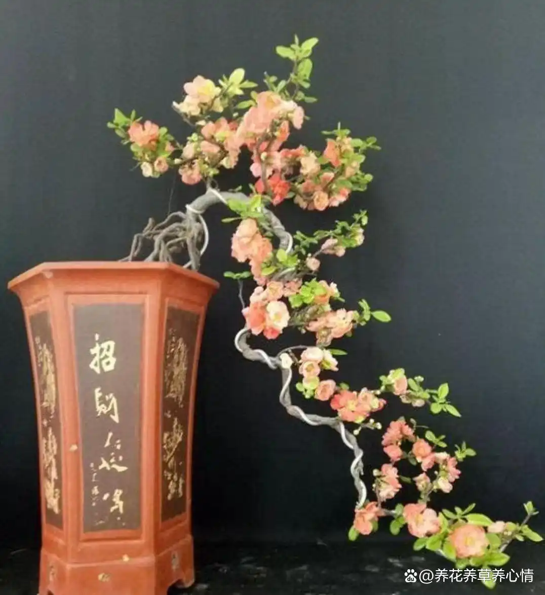 寓意吉利花卉植物__富贵满堂指的什么花