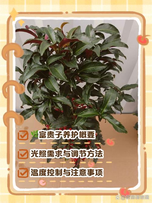 富贵满堂指的什么花_富贵满堂花种植条件_富贵满堂花养护技巧