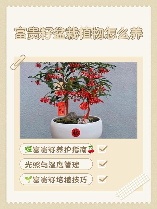 富贵籽多子多福寓意_富贵籽养护技巧_富贵满堂花盆栽