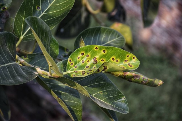 富贵满堂花盆栽_富贵籽多子多福寓意_富贵籽养护技巧