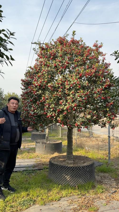 富贵满堂花盆栽_金桂玉兰石榴海棠庭院种植_庭院金玉满堂植物组合