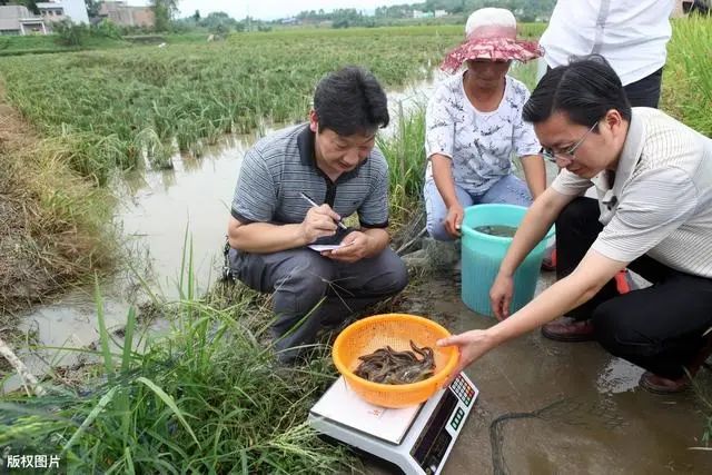 兔子养殖_獭兔养殖_农村可以养什么比较好项目