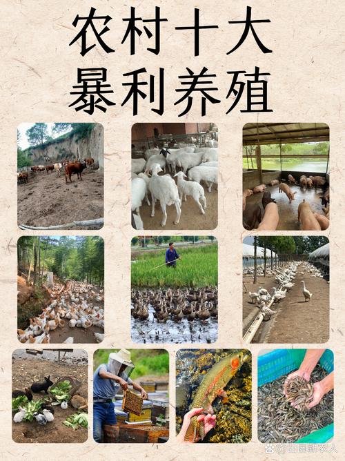 獭兔养殖_农村可以养什么比较好项目_兔子养殖