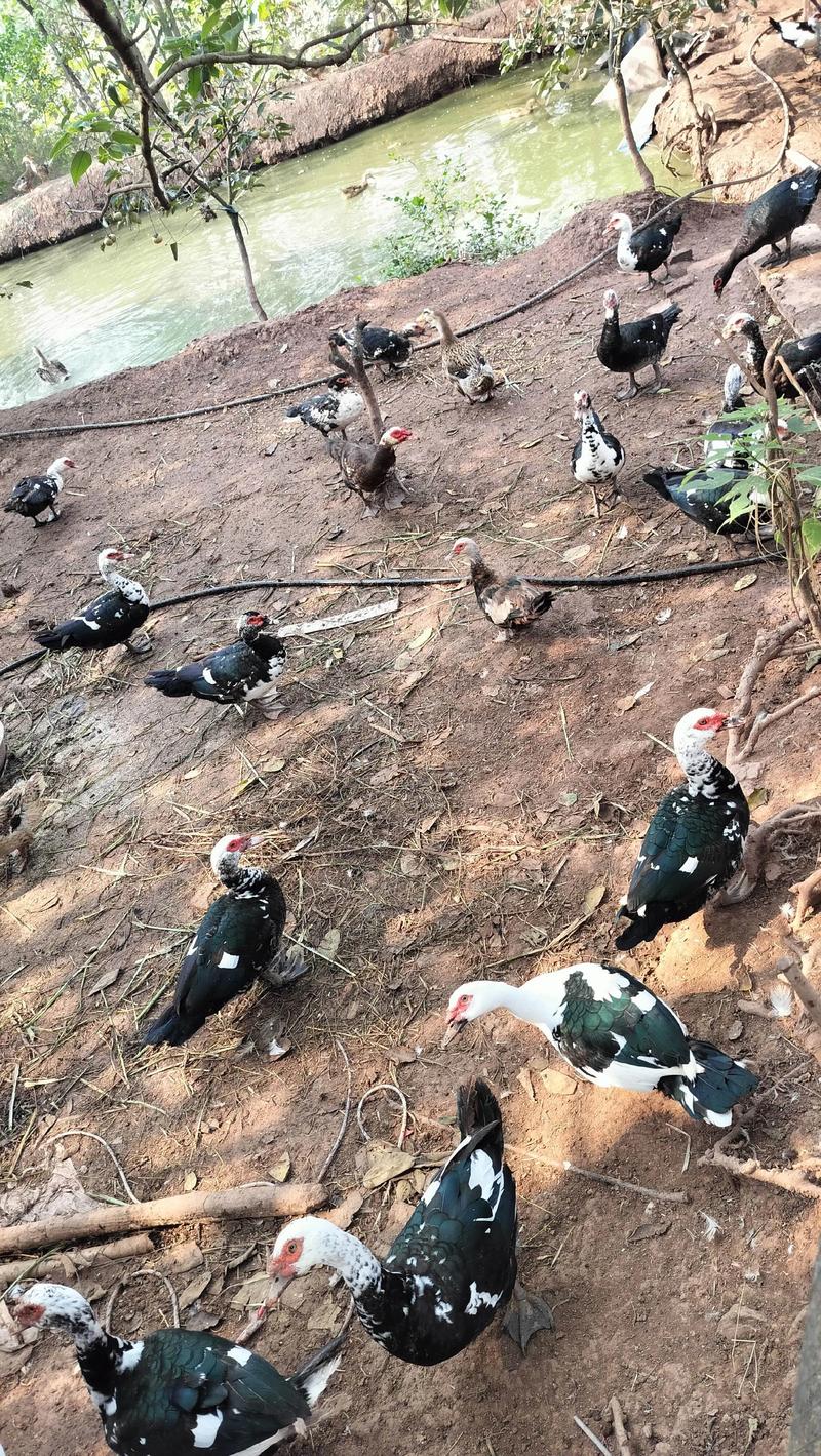 最新最赚钱的养殖项目_农村可以养什么比较好项目_黄鼬养殖项目