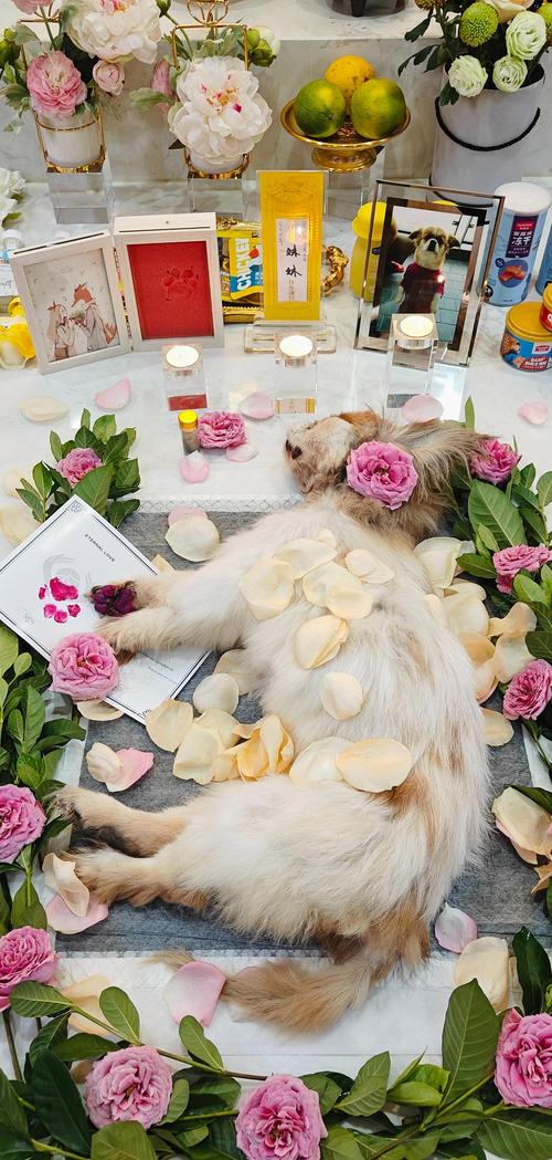 未来投资免费挣钱好生意_宠物殡葬行业_烧烤店经营模式